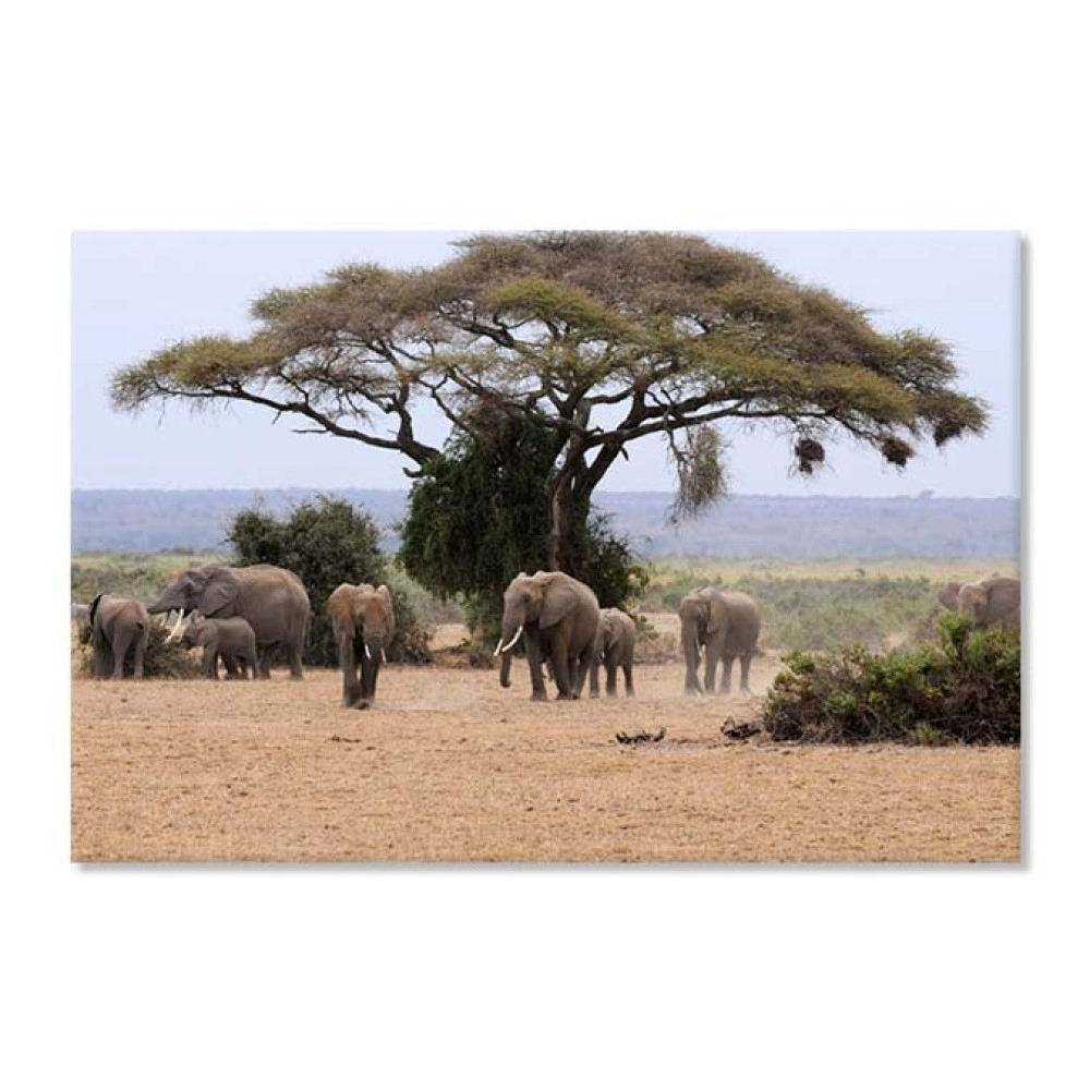 Tablouri canvas Elefanti africani 2817