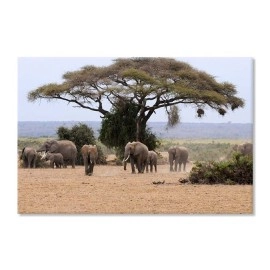 Tablouri canvas Elefanti africani 2817
