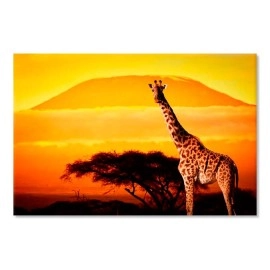 Tablouri canvas Africa girafa 5421
