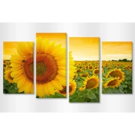 Tablouri canvas floarea soarelui