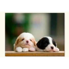 Tablouri canvas Catei 4731