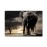 Tablouri canvas Elefant african 1533