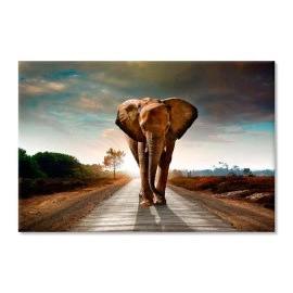 Tablouri canvas Elefant in Africa 6542