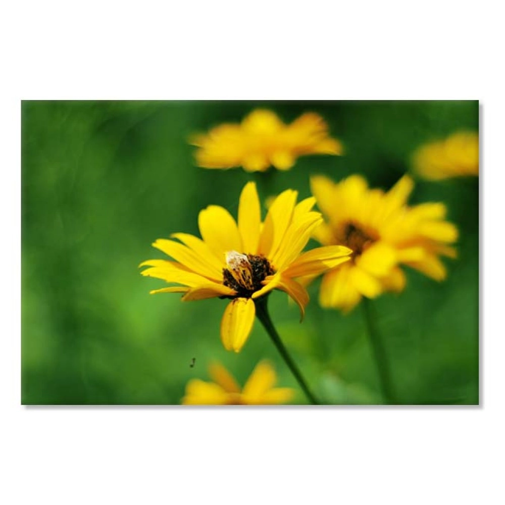 Tablouri canvas Flori galbene 65221