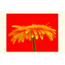 Tablouri canvas Gerbera 6392