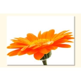 Tablouri canvas Gerbera 4496