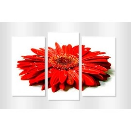 Tablouri canvas Gerbera rosie 5372