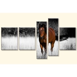 Tablouri canvas Cal murg BW 1492