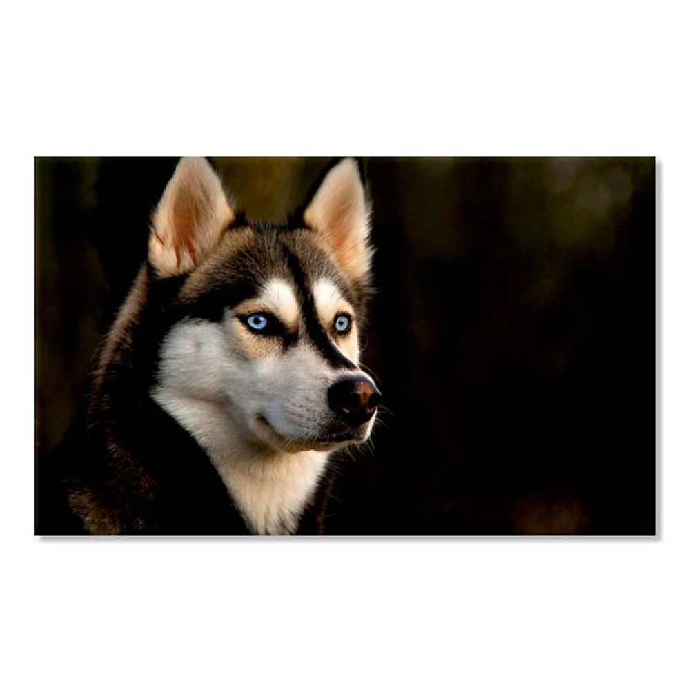 Tablouri canvas Husky siberian 56712
