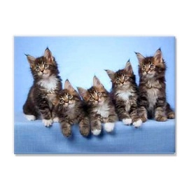 Tablouri canvas Kittens 8501
