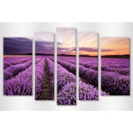 Tablouri moderne Lavanda 6022