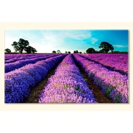 Tablouri canvas Lavanda 26991