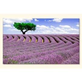 Tablouri canvas Lavanda 33083