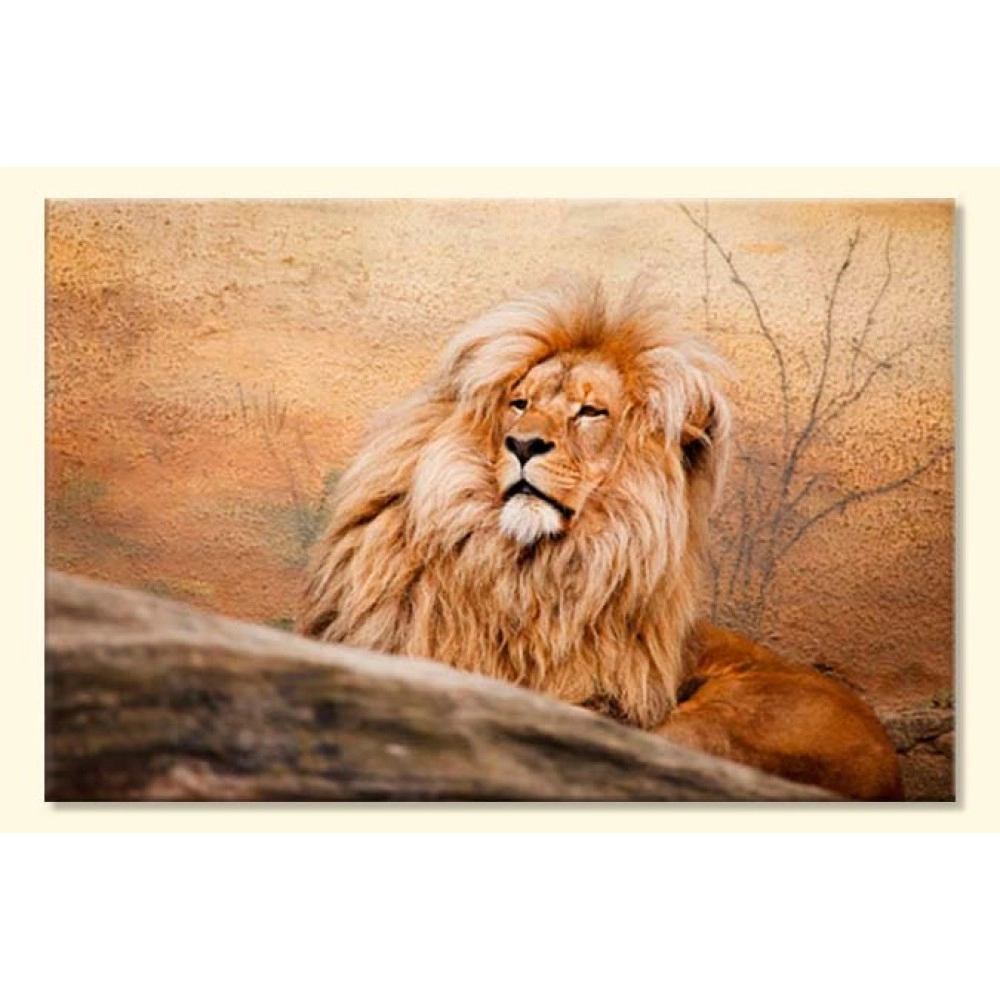 Tablouri canvas Leu in odihna 21747