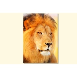 Tablouri canvas Lion 7712