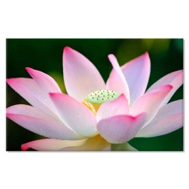 Tablouri canvas lotus 26708