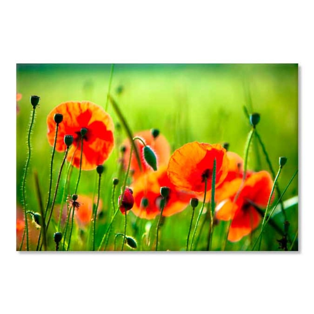 Tablouri canvas Maci pe camp 7854