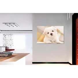 Tablouri canvas Bichon Maltese 7603