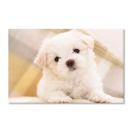 Tablouri canvas Bichon Maltese 7603