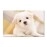 Tablouri canvas Bichon Maltese 7603