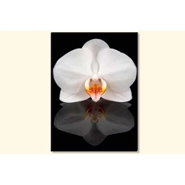 Tablouri canvas Orhidee oglindita 5860