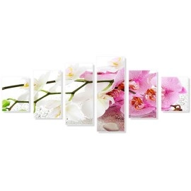 Tablouri canvas Orhidee alb-mov 8462
