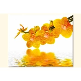 Tablouri canvas Orhidee 53701