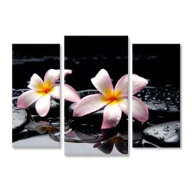 Tablouri canvas Plumeria pe pietre 75050