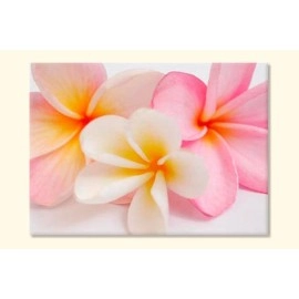 Tablouri canvas Plumeria 1475