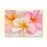 Tablouri canvas Plumeria 1475