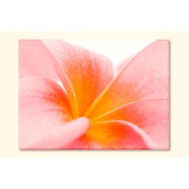 Tablouri canvas Plumeria 2115