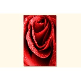 Tablouri canvas trandafir rosu 4763