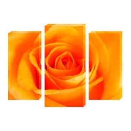 Tablouri canvas Trandafir portocaliu 5164
