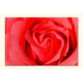 Tablouri canvas trandafir 87126