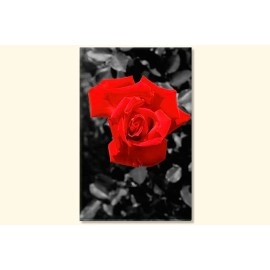 Tablouri canvas rosu trandafir 9726