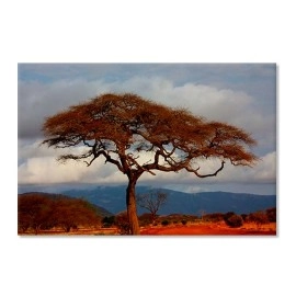 Tablouri canvas Safari 16949