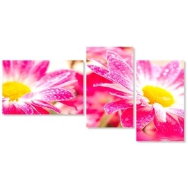 Tablouri canvas Gerbera roz-galben 7860
