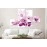 Tablouri canvas Crini deschisi 5200