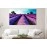 Tablouri canvas Lavanda 26991