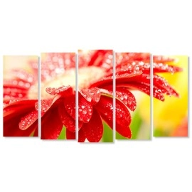 Tablouri canvas Margareta close up 15915