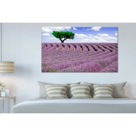 Tablouri canvas Lavanda 33083