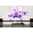 Tablouri canvas Crini mov 52200