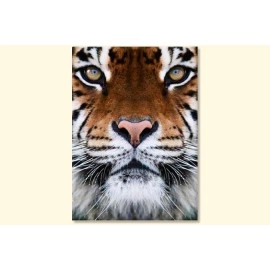 Tablouri canvas Tiger 2298