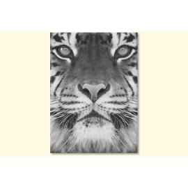 Tablouri canvas Tiger 2463