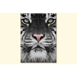 Tablouri canvas Tiger 2550