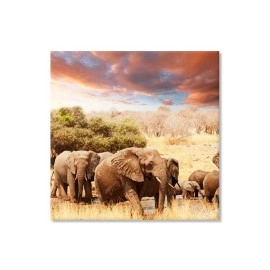 Tablouri canvas Africa elefanti 3738