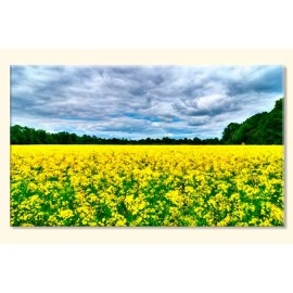 Tablouri canvas yellow 30438
