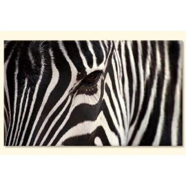 Tablouri canvas Zebra 25169